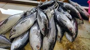 We did not find results for: Berikut Tips Memilih Ikan Tuna Agar Kandungan Gizinya Tetap Terjaga Sriwijaya Post
