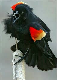 Birds Kus Beautiful Birds Black Bird Pet Birds