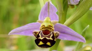 Whether we plant them in the garden or in the house in hanging pots, flowers manage to transform our in this article we present you the 10 most beautiful flowers in the world, which, unfortunately, few people have access, either because of high. Top 10 Rarest Flowers In The World Youtube