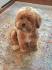 Sunny Mountain Puppies