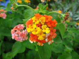 Planta Toxica Lantana Camara Camara Cambara Camara De Cheiro Big Sage Wild Sage Red Sage White Sage Toxic Plant Lantana Lantana Camara Plants