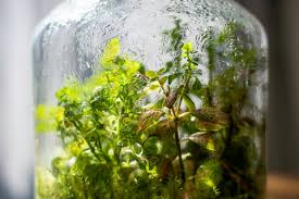 What is a Vivarium? – Al's Garden & Home