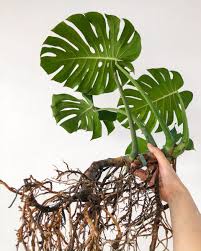 Monstera Deliciosa Healthy Root System Plant Leaves Plants Monstera Deliciosa
