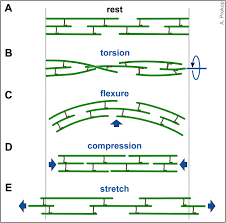 Maybe you would like to learn more about one of these? The Model Of Local Axon Homeostasis Explaining The Role And Regulation Of Microtubule Bundles In Axon Maintenance And Pathology Neural Development Full Text