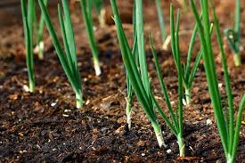 We did not find results for: How To Plant Grow And Harvest Onions