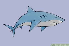 How To Draw A Shark Shark Drawing Shark Art Cute Shark