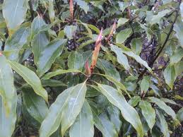 Image result for Tetradenia bainesii