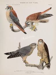 Birds Of Prey Digital Release Date Birds 37034 010 Sparrow Hawk Pigeon Hawk Artscult Com Instant Collection Use Edwardian Graphic Craft Digital Qulity Plan Hawk Bird Bird Prints Pigeon Hawk