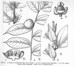 Image result for Putranjivaceae