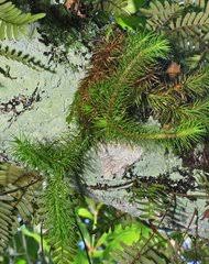 Image result for Huperzia mildbraedii