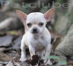 Petclube Filhotes Caes Bully Gatos Gigantes Criadores Ecologicamente Corretos Chihuahuas Puros Canil Chihuahua Premiado Precos Chihuahua Mini Filhotes