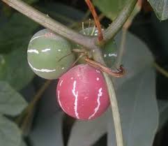 Image result for Diplocyclos