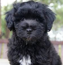 Black And White Maltese Shih Tzu Puppy Black Shihpoo Poodle Puppy Black Maltese Puppy Poodle