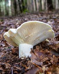 Image result for Lactarius mutabilis