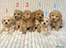 Maltipoo Puppies Affordable Puppies Near Me Malti Poo Puppies Valencia  Poodles Sacramento, CA