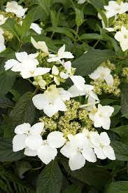 Golden crane® hydrangea hydrangea angustipetala 'monlongshou' item #6383 fragrant flowers. Golden Crane Hydrangea Hydrangea Plants Plant Catalogs