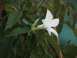 Image result for Mandevilla laxa