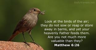 Birds Of The Air And Lilies Of The Field Matthew 6 Dailyverses Net In 2020 With Images Matthew 6 Matthew 6 26 Heavenly Father