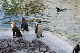 Toronto zoo penguins postscript font name. Toronto Zoo Separates Gay Penguins Vagabondish