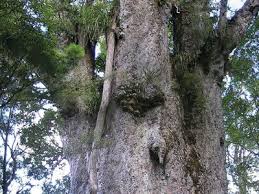 Image result for Agathis