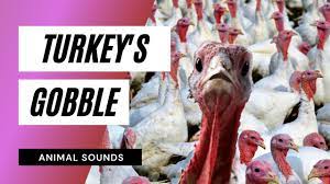 The Animal Sounds: Turkey's Gobble 🦃 Sound Effect  Animation - YouTube