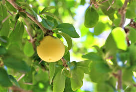 Image result for Dovyalis lucida