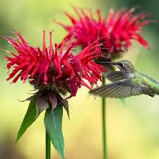 Image result for Monarda didyma