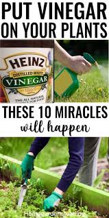 They also stated that the garden could not be used for any planting purpose for one year. Put Vinegar On Your Plants And This Will Happen In 2020 Container Gardening Vegetables Vegetable Garden Planning Healthy Garden