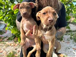 Anyone travelling to Nassau