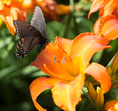 4,230 likes · 16 talking about this · 1,831 were here. How To Create A Butterfly Garden Tennessee Home And Farm
