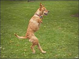 Pin On Dog