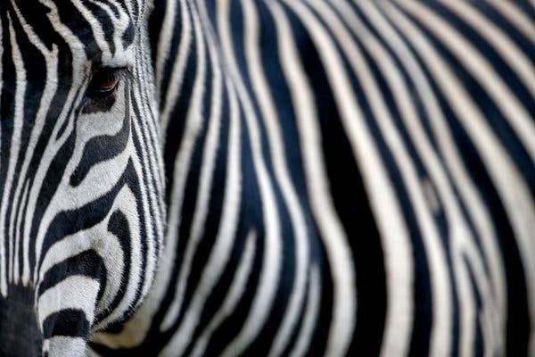 Why Do Zebras Have Stripes? Scientists Camouflaged Horses to Find Out - The  New York Times