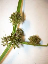Image result for Cyperus difformis
