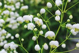 See more ideas about wedding flowers, wedding, summer wedding. White Flowers A Cool Look For Hot Summer Gardens Stuff Co Nz