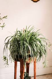 Image result for Chlorophytum comosum