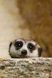 Shy Meerkat Cute Animals Animals Wild Animals Friends