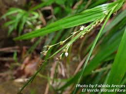 Image result for Scleria