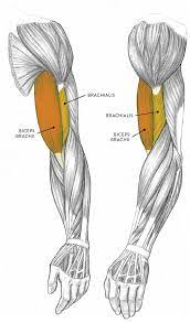 Despite their similar names, teres major has. Muscles Of The Arm And Hand Classic Human Anatomy In Motion The Artist S Guide To The Dynamics Of Figure Drawing