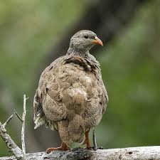 Image result for Tragiella natalensis