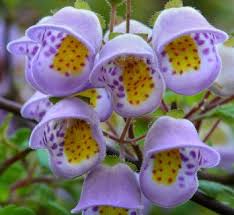 Image result for Calceolariaceae