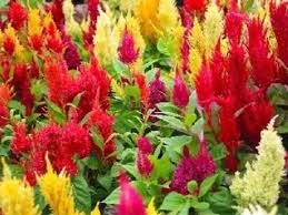 150 Mixed Pampas Plumes Cockscomb Celosia Plumosa Flower Seeds Flower Seeds Cat Safe Plants House Plants