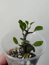 Image result for Ceropegia conrathii