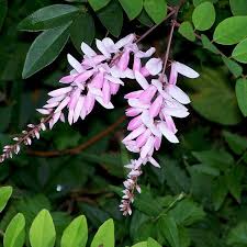 Image result for Indigofera lupatana