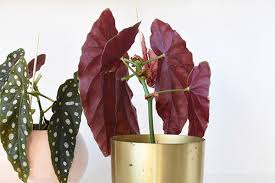 The dragon wing cultivars are sterile, cane forming begonia × hybrida. Angel Wing Begonia Plant Care Delineate Your Dwelling