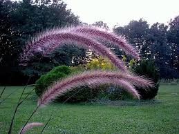 Image result for Cenchrus setaceus