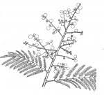 Image result for Acacia amythethophylla
