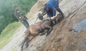 Calul este un mijloc de transport mult mai rapid decât mersul. Video Imagini È™ocante Cal BÄƒtut Cu SÄƒlbÄƒticie De StÄƒpan La Reghiu Vrancea24