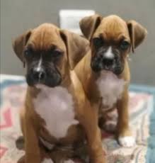 8 Best Boxer Breeders In New Jersey 2022 We Love Doodles