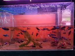 The space, located in taman tun dr ismail, a trendy neighbourhood with lots of cafes and cuisines from all over the world, is fully furnished with all the basic amenities included. Tripify Ty Aquarium Pet Shop Kuala Lumpur