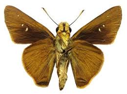 Image result for Hypolytrum heteromorphum